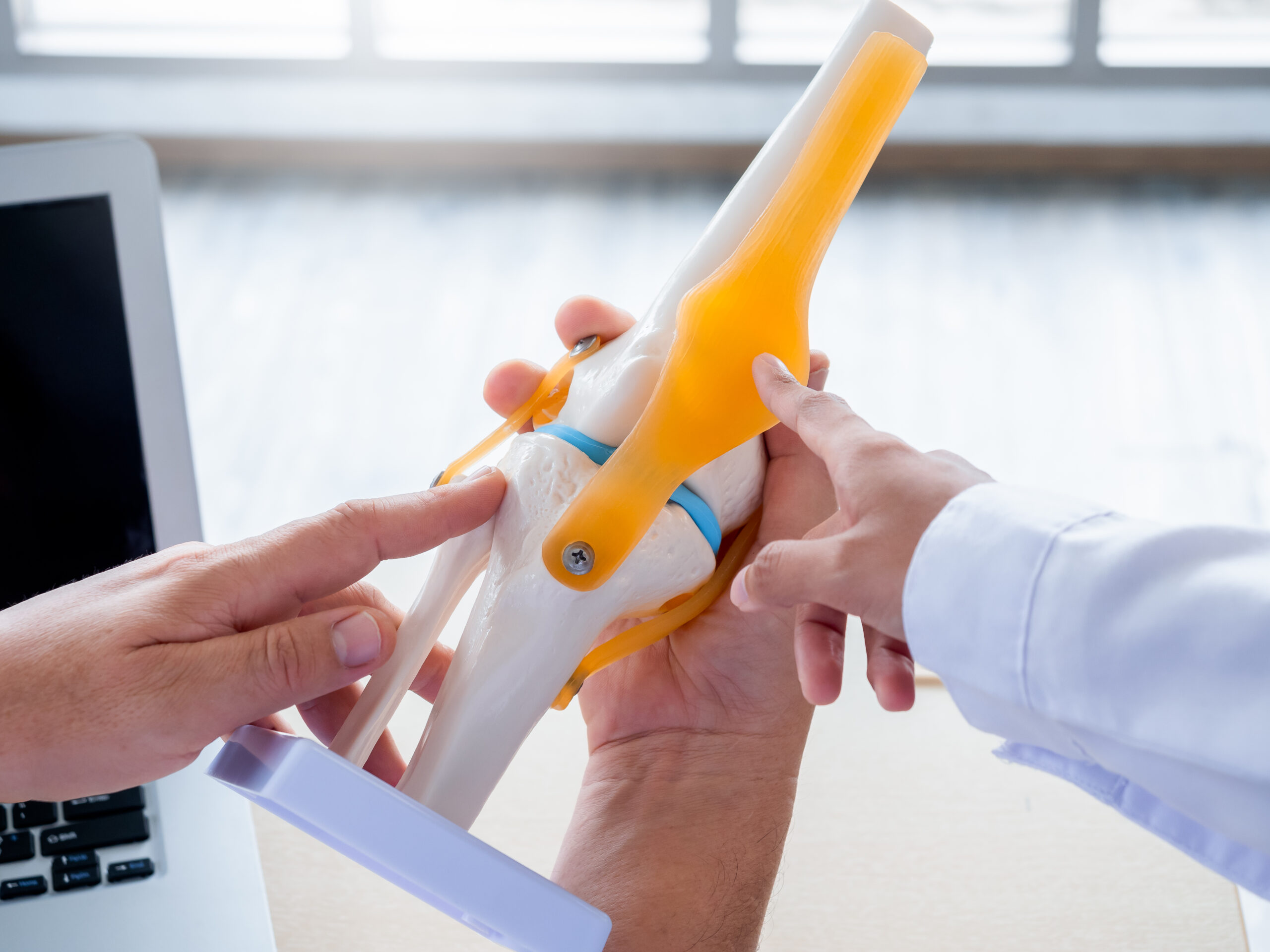 The knee ligaments model holding and pointing by doctor’s hands,