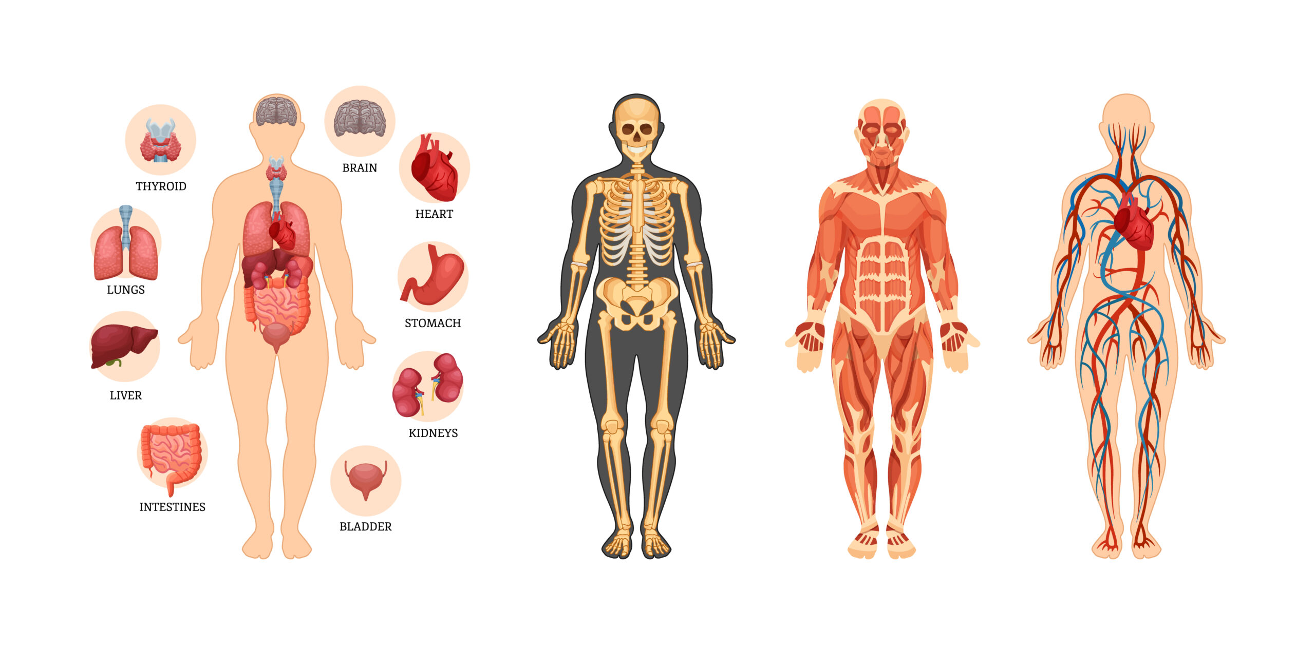 Human anatomy scheme set. Internal organ with name, circulatory arterial system, muscles, skeleton